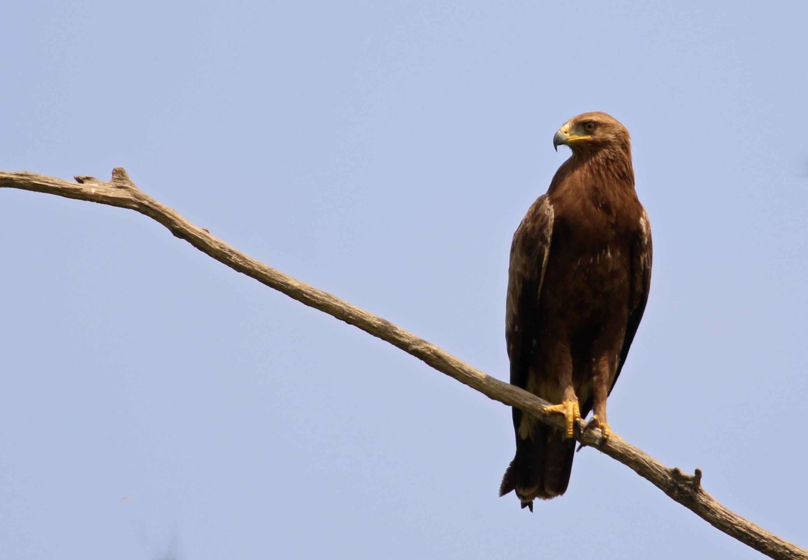 Lesser Spotted Eagle